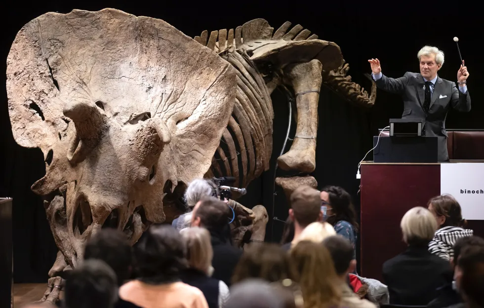 Фото дня: самый большой в мире скелет трицератопса на аукционе